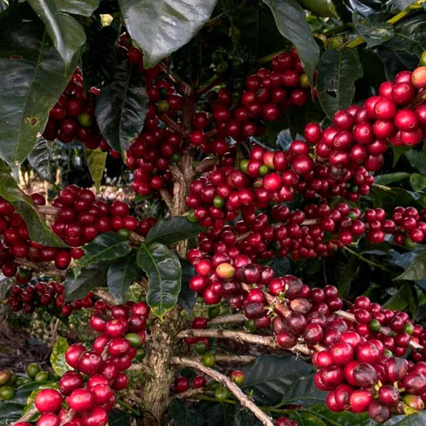 røde kaffebær på kaffetræ 