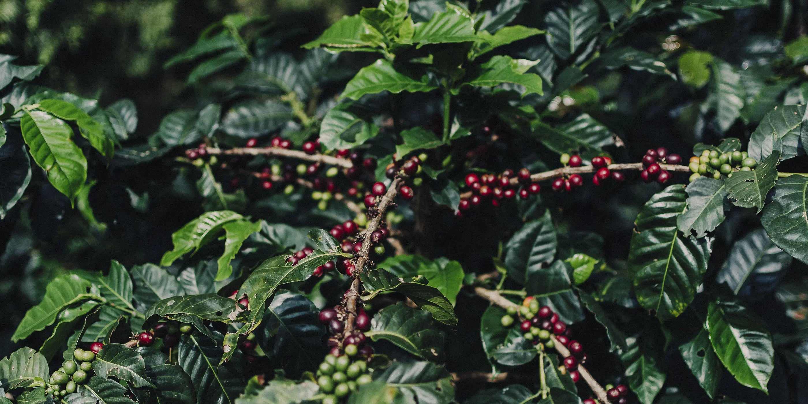 kaffebær på kaffetræ 