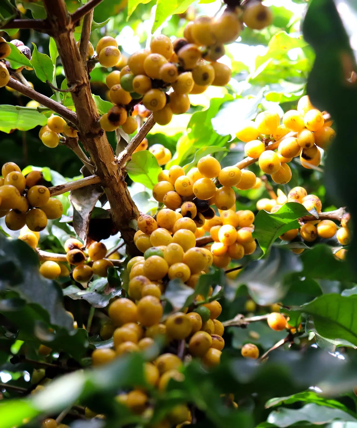 gule kaffebær på kaffetræ 