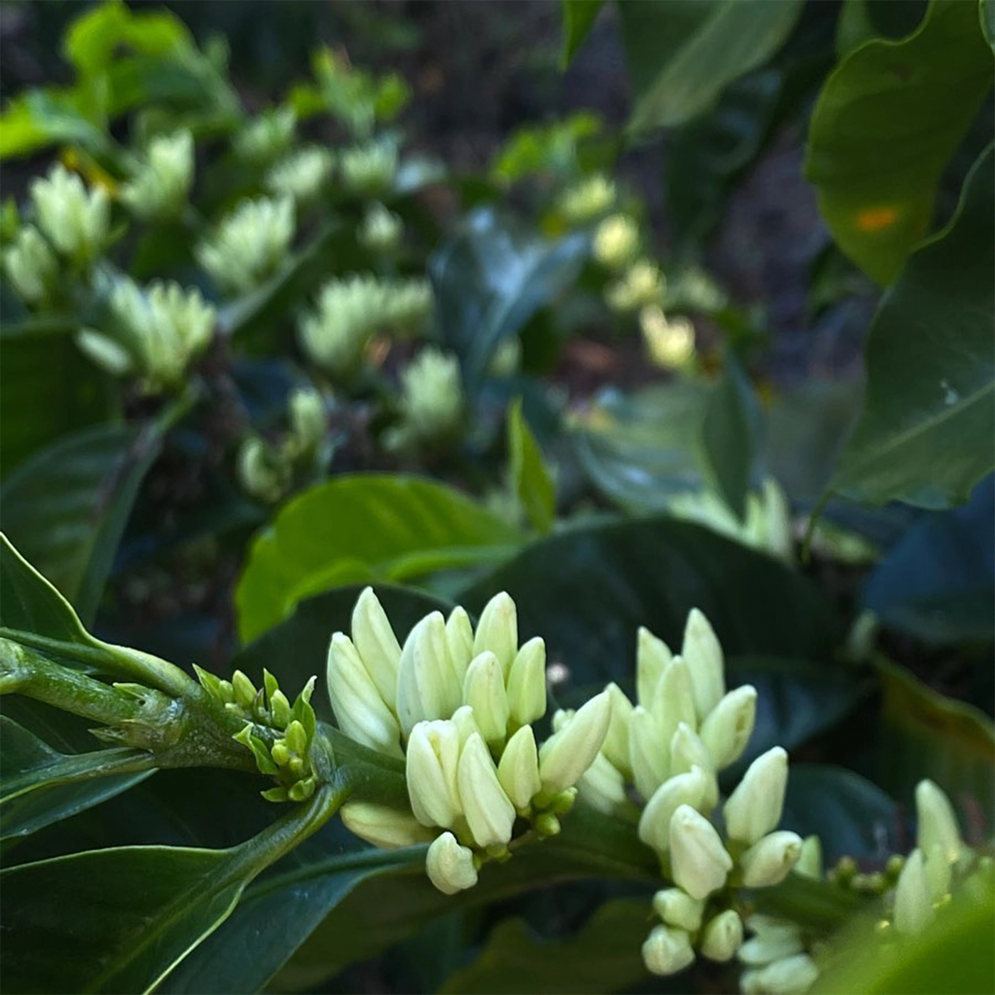 blomstrende kaffetræ 