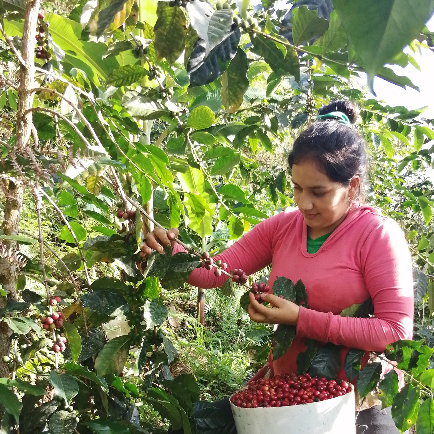 kaffefarmer plukker kaffebær 