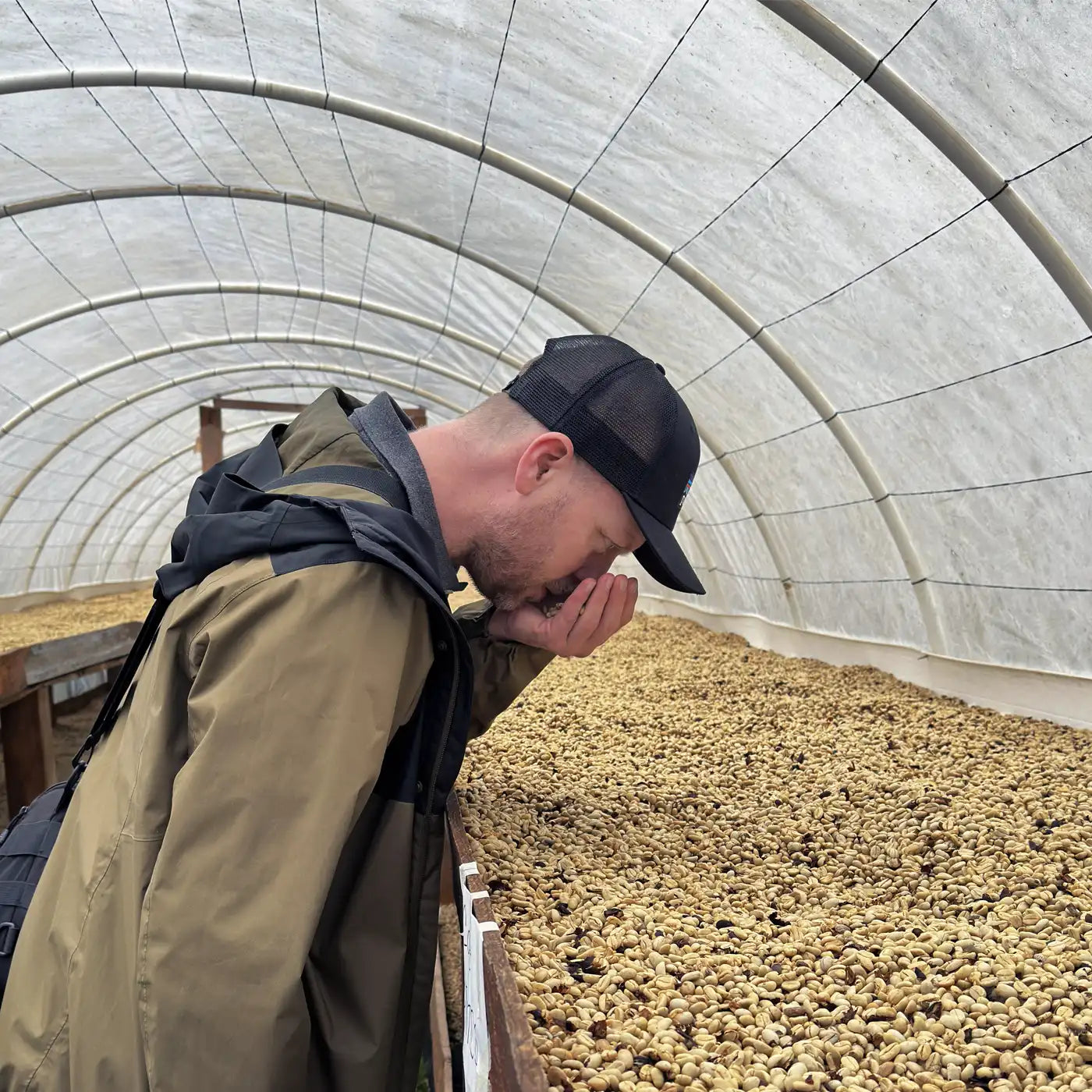 Vores Head Of Coffee Lindy, der dufter til grønne kaffebønner i tørrestadiet.