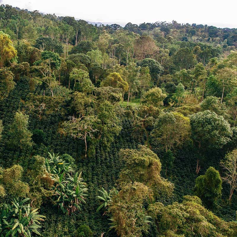 kaffelandskab i Colombia med skyggetræer 