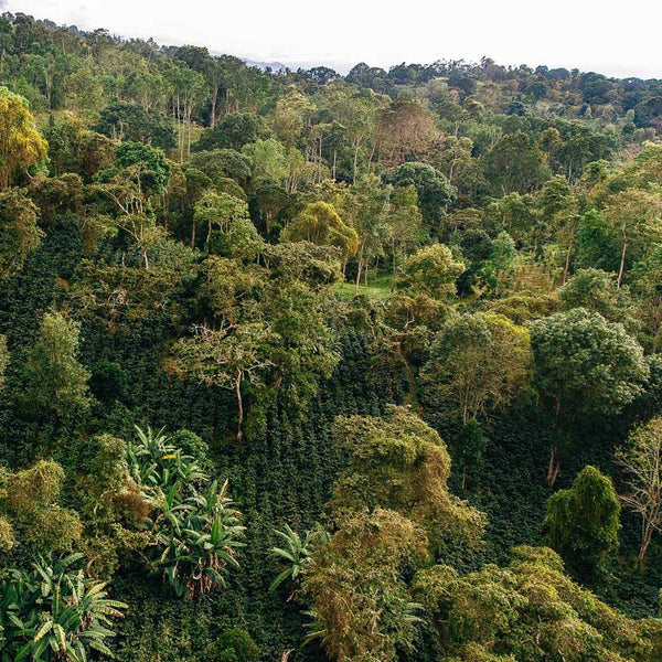 Fugleperspektiv af skyggegroet kaffe fra Misiones i Colombia.