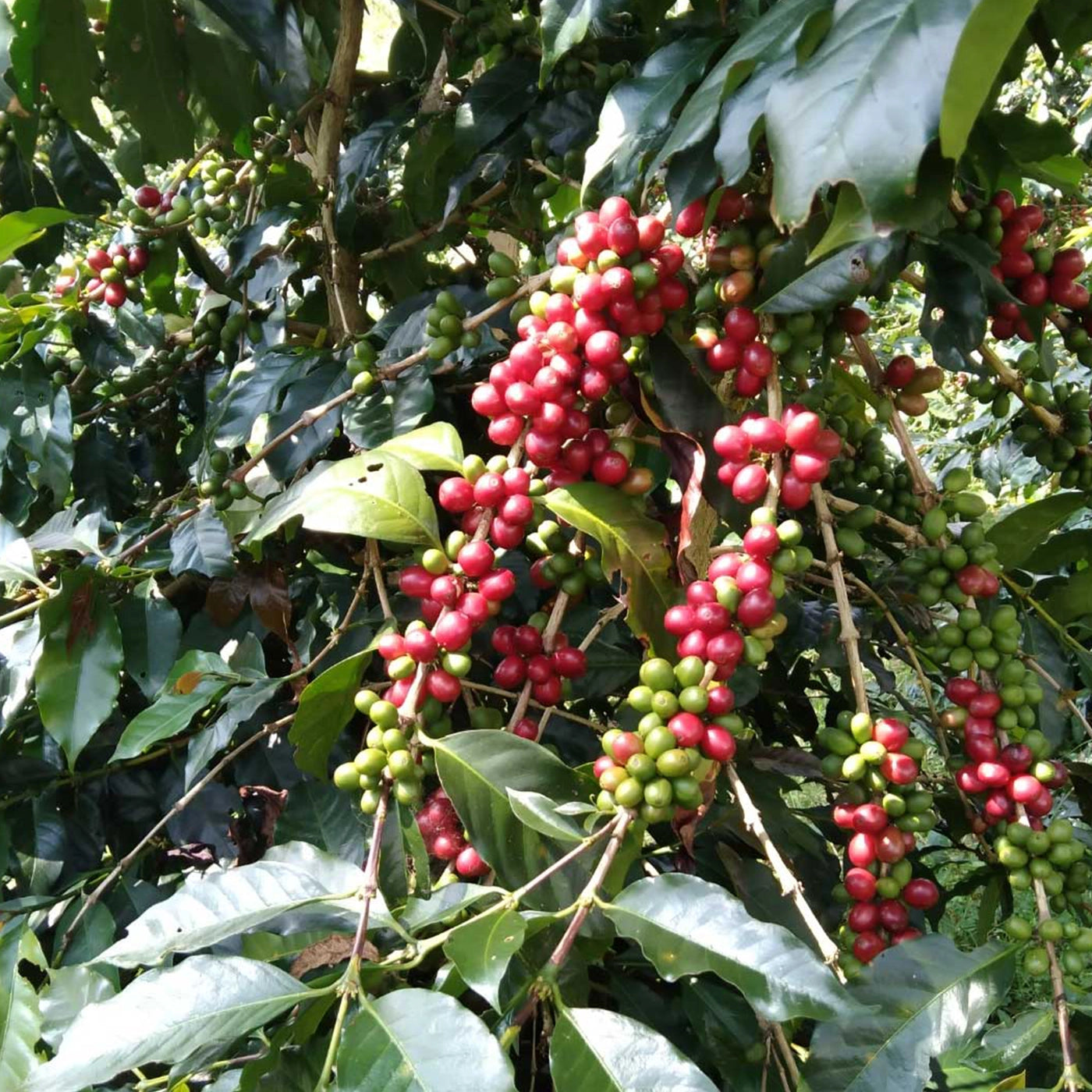 røde kaffebær på kaffetræ 