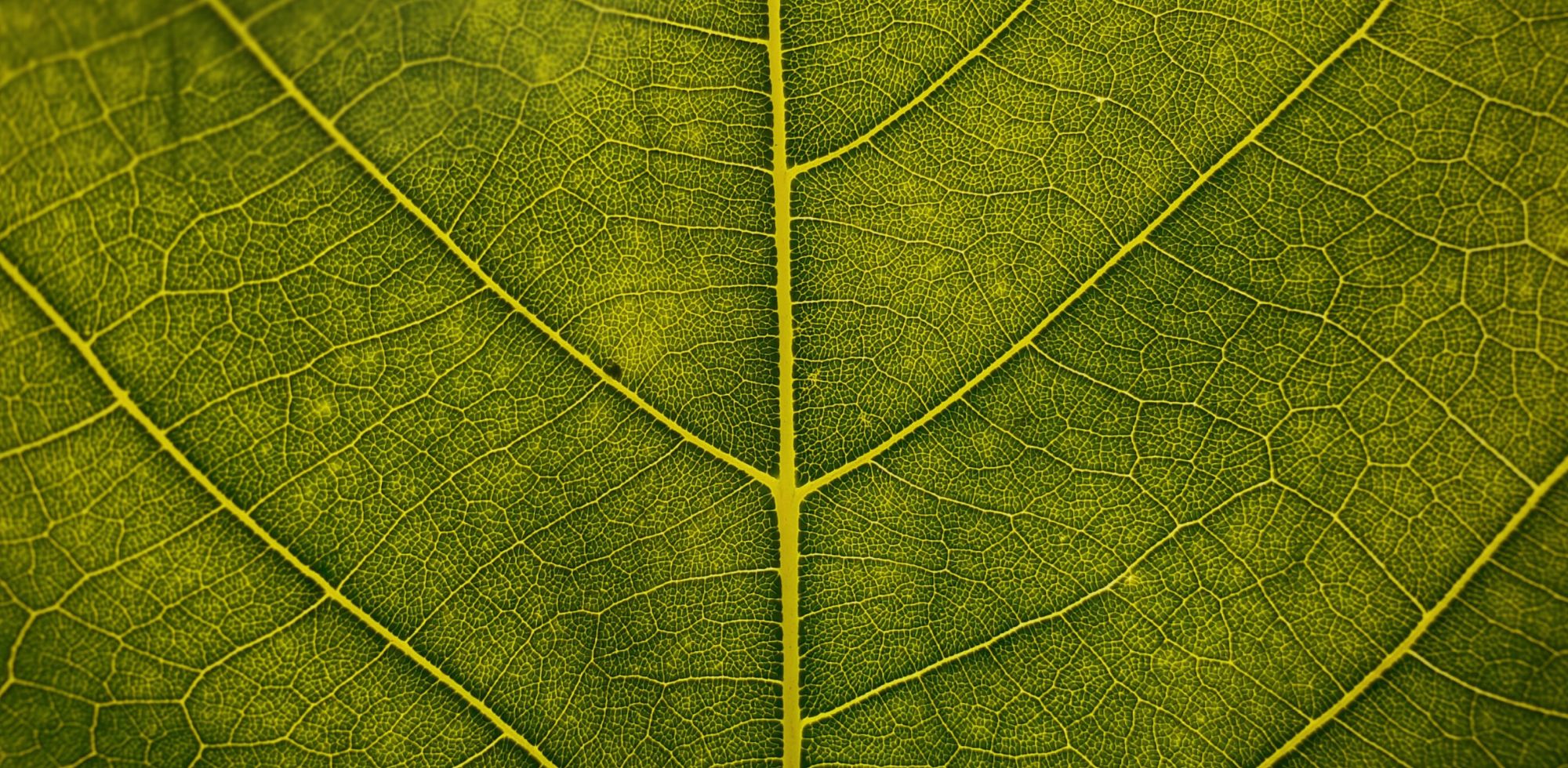 Nærbillede af et grønt blad.