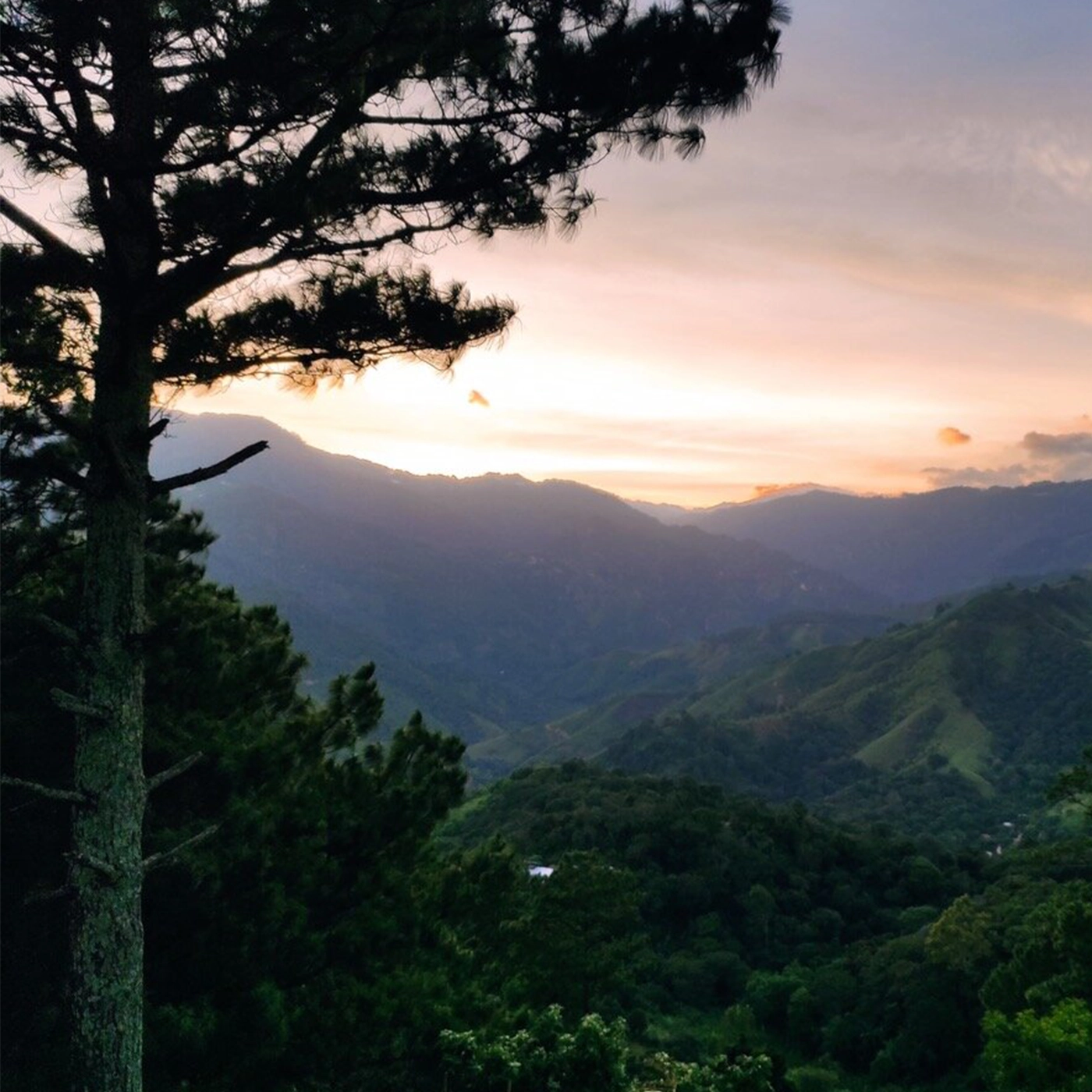 bjerglandskab med kaffetræer i Honduras 