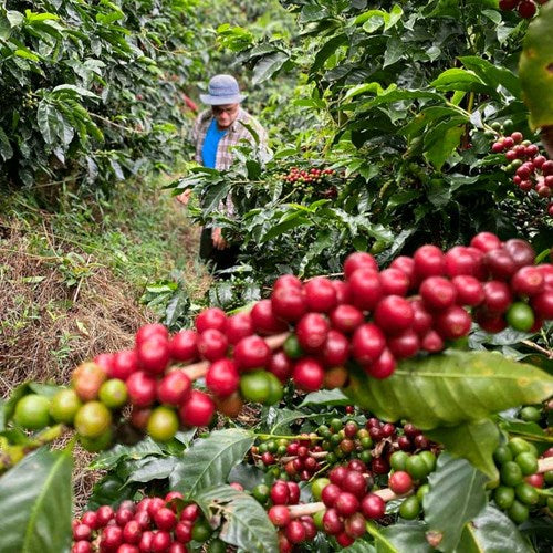 kaffefarmer blandt kaffetræer med kaffebær 