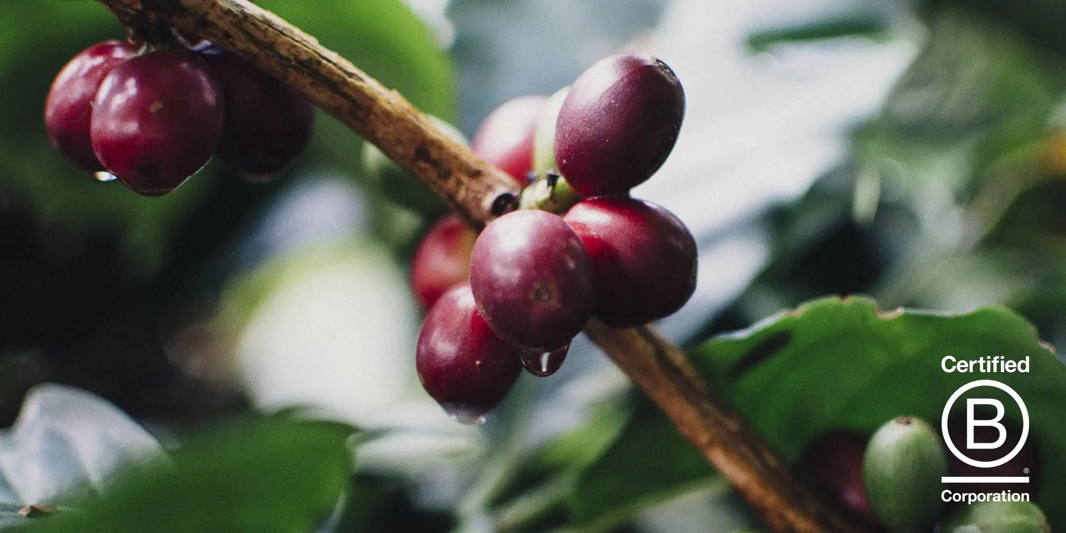 røde kaffebær med b corp logo 