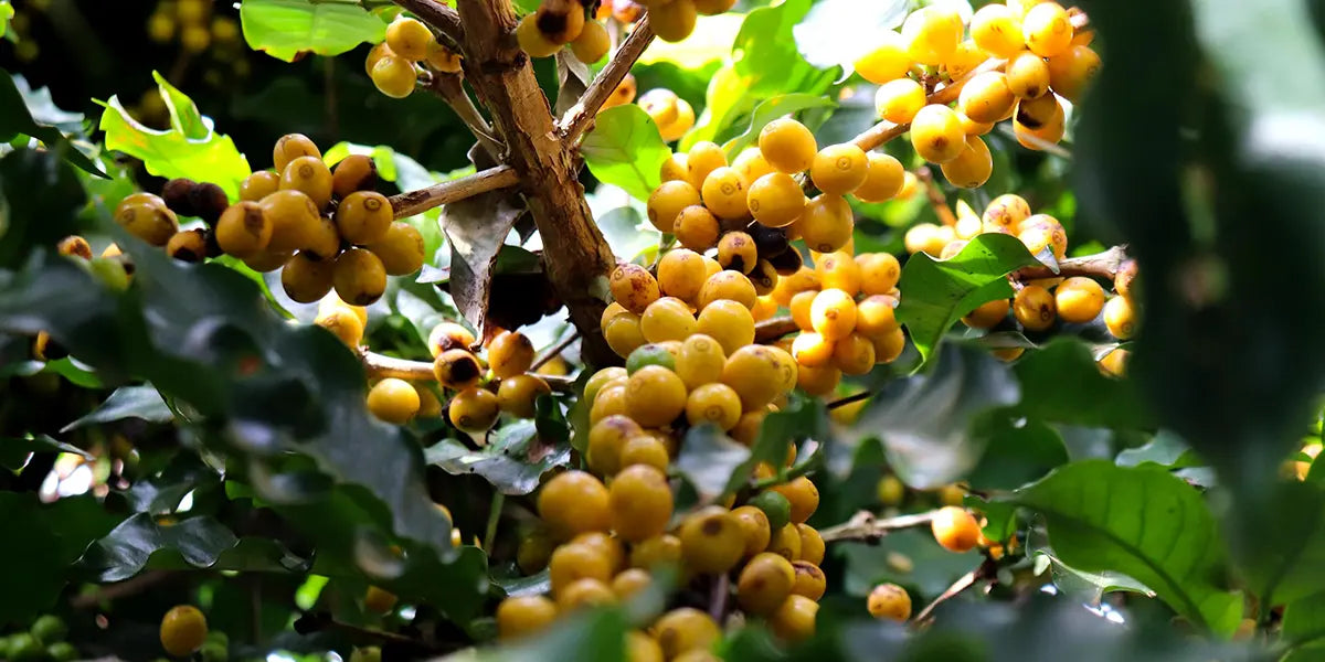 gule kaffebær på kaffetræ 