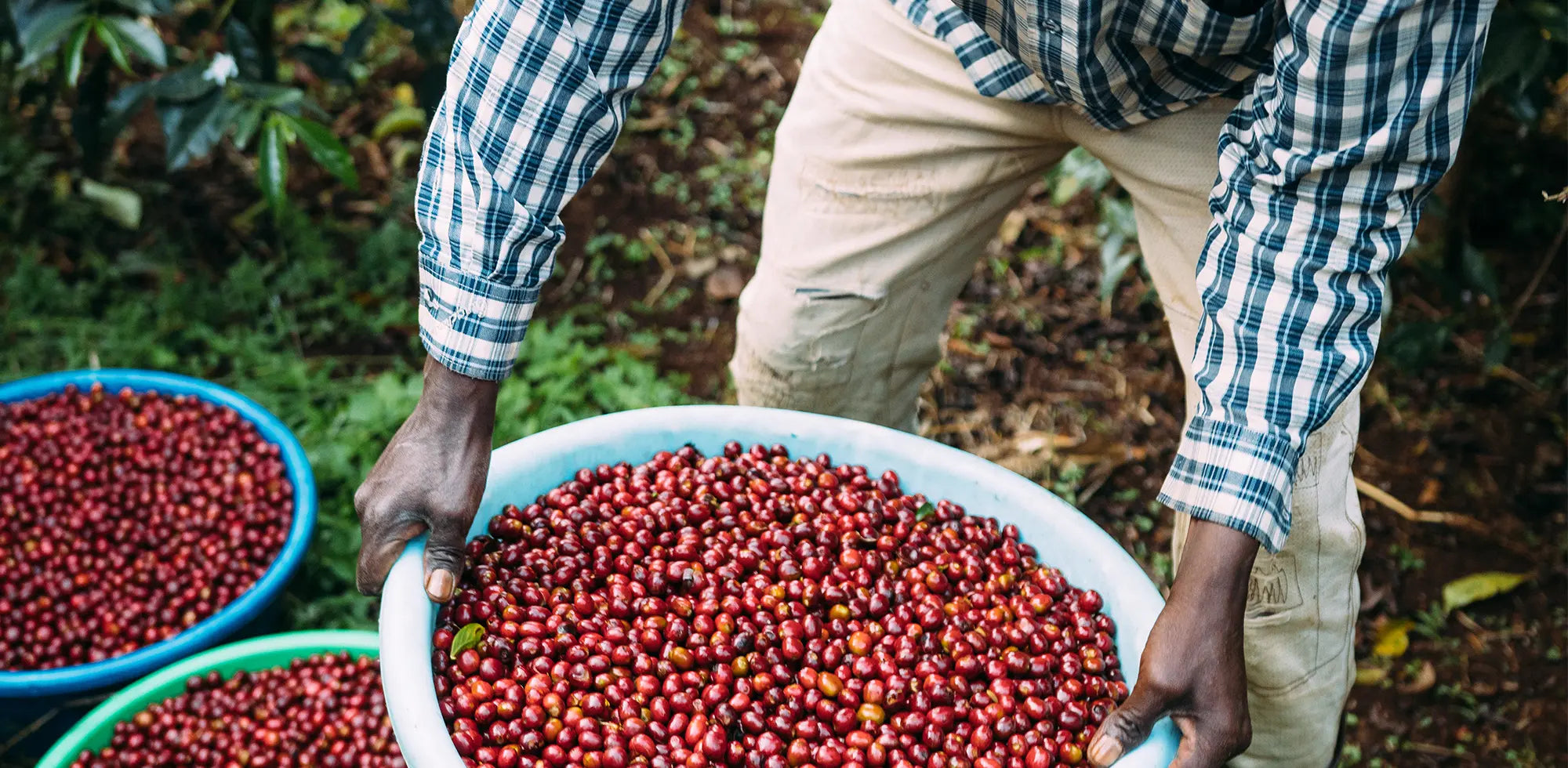 kaffefarmers hænder bærer balje med røde kaffebær 