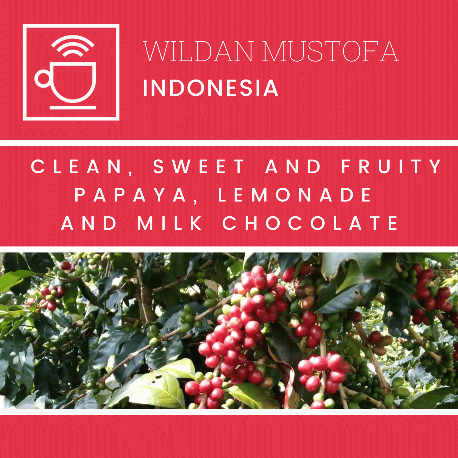 kaffelabel wildan mustofa, indonesien, clean, sød og frugtig, papaya, lemonade og mælkechokolade, kaffebær på kaffetræ