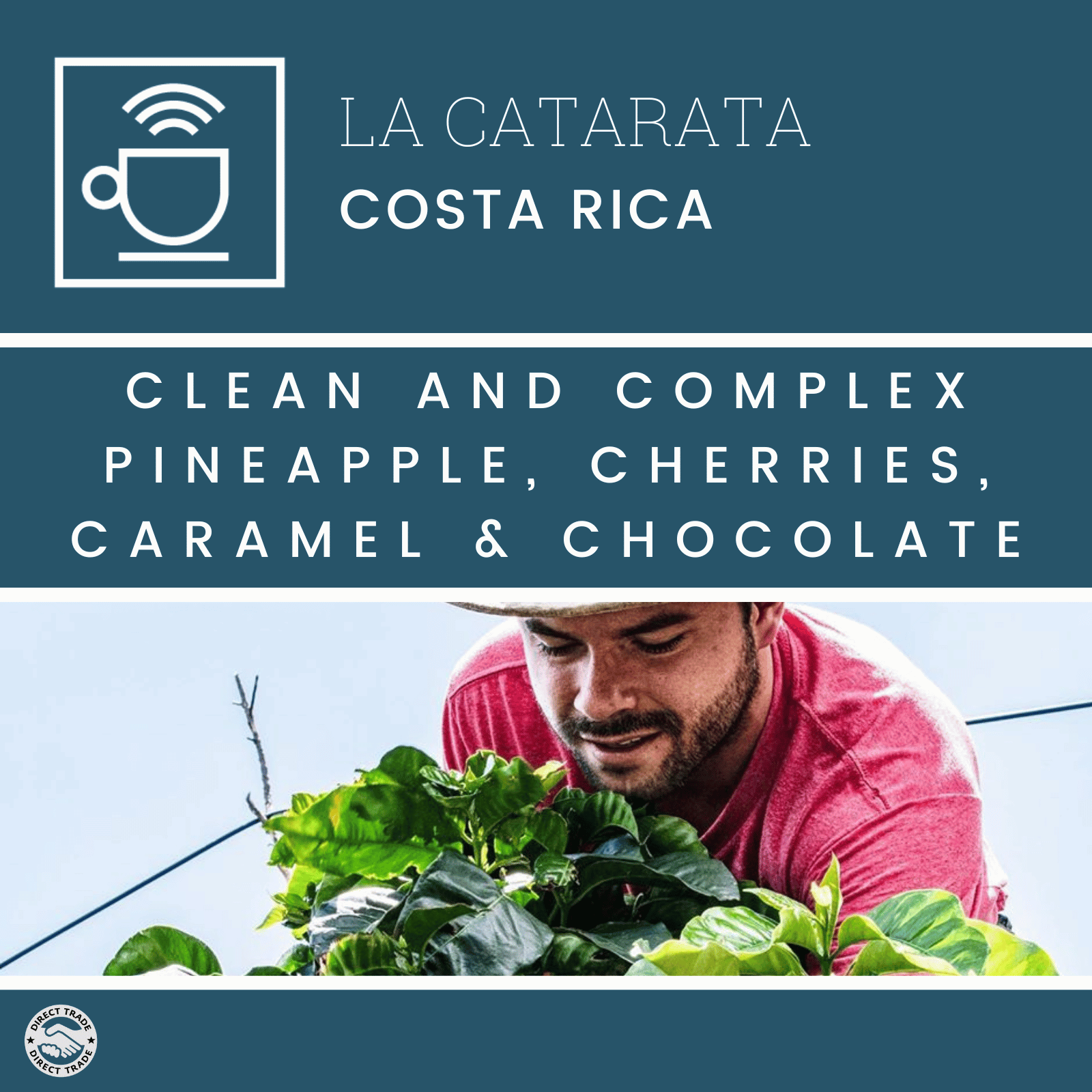 kaffelabel la catarata, smagsnoter, clean og kompleks, ananas, kirsebær, karamel og chokolade, kaffefarmer med kaffetræ